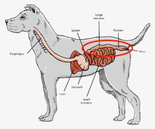 Short Digestive Tracts And Gastrointestinal Systems, - Digestive System Of A Husky