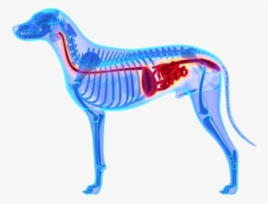 Digestive Disorders In Dogs Are A Common Problem And - Dog Gastrointestinal