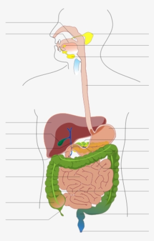 Digestive System Diagram No Labels Clipart - Digestive System Diagram No Labels