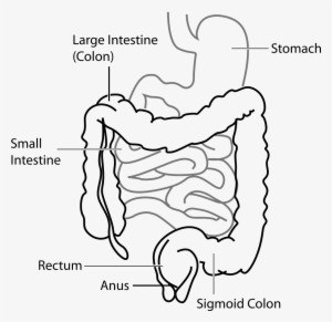 gut health the digestive system and microbiome explored - large intestine and small intestine diagram