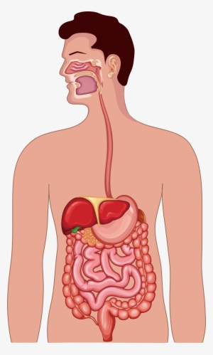 Clipart Free Library Gastrointestinal Tract Human Anatomy - Human Digestive System Png
