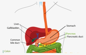 The Digestive System Is Everything - Digestive System Parts Clipart