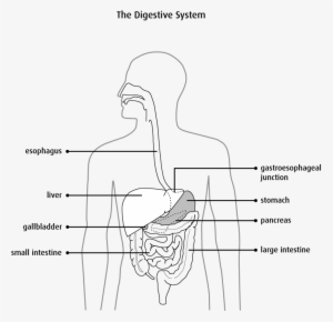 Diagram Of The Digestive System - Pancreas Anatomie Et Physiologie