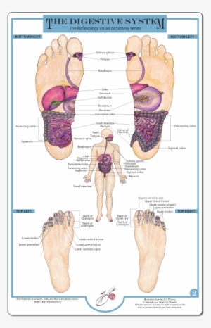 Reflexology Foot Charts Collection - Reflexology And The Digestive System