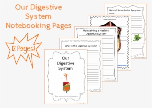 I Made A Color And Label Page - Digestive System Diagram