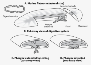 <p><strong>fig - 3 - 37 - </strong> Marine Flatworm - Pharynx