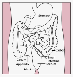 The Organs Of The Lower Digestive - Does Appendix Do