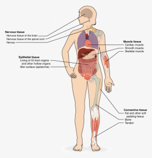Tissues Organs Organ Systems Png Free Download - Types Of Tissue Diagram