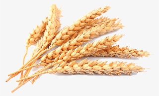 Plant Crops Produce Wheat Grain - Wheat Png