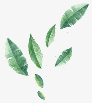 Transparent Plant Vector With Different Leaf Sizes - Folha Banana Png