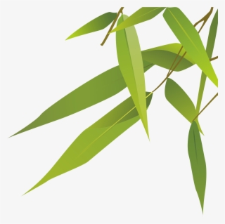 Botanical Vector Plant - Epidendrum
