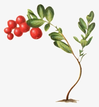 A Wild Fruit Transparent Plant Vector Growing On The - Silver Buffaloberry