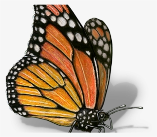 Monarch Butterfly Clipart Illustrated - Scientific Drawing Monarch Butterfly
