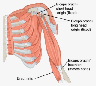 The Muscles Of The Arm - Triceps Brachii And Brachialis