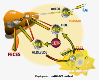 Physiogenex Ox Ldl Method For Reverse Cholesterol Transport - Reverse Cholesterol Transport Rct