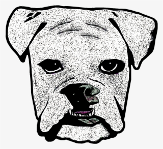 Boxer