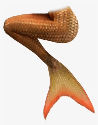 Orange Mermaid Tails - Cauda De Sereia Imagens