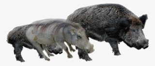 Boar Transparent Images