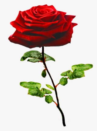 Beautiful Valentine Rose - Rose