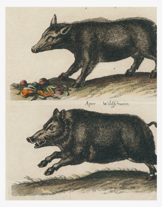 Boar