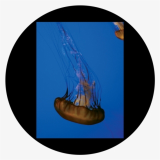 D - Antonakos - Single Jellyfish - Jellyfish