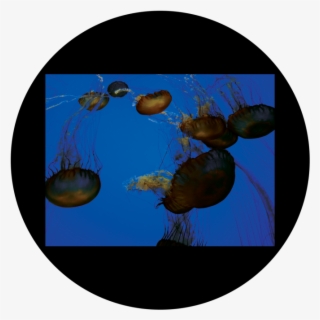 D - Antonakos - Jellyfish - Jellyfish