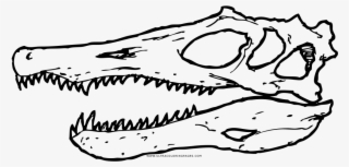 Spinosaurus Skull Coloring Page - Imagenes De Espinosaurio Para Colorear