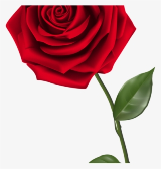 Single Rose Clipart Single Red Rose Png Clipart Image - Transparent Background Rose Hd Png