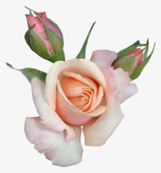 Rose Clip Art Transparent Beautiful Rose With Buds - Beautiful Flowers Clipart With Transparent Backgrounds