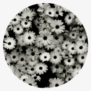 Circle Aesthetic Flower Flowers Blackandwhite Daisy - Black And White Roses Desktop