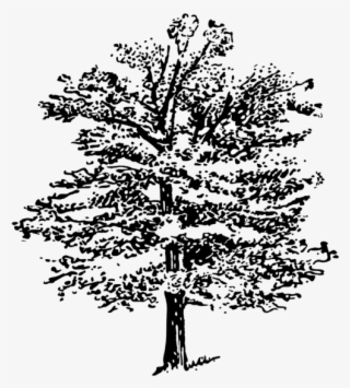 Transparent Library Tree Spruce M Csf Free Commercial - Illustration