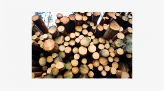 Photo - Upm - Lumber