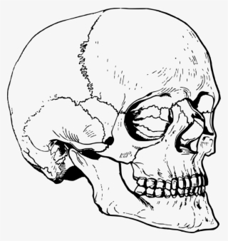 Skull Nose Ear Head Skeleton - Skeleton Head 3d Drawing
