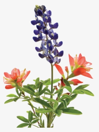 There Are Positive Features Of Lawns As Recreational - Bluebonnet
