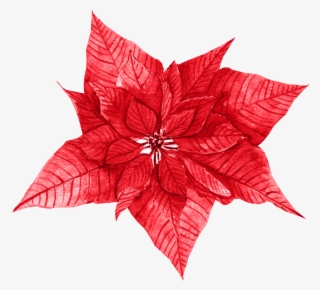 Red Leaves Free Texture Png - Poinsettia