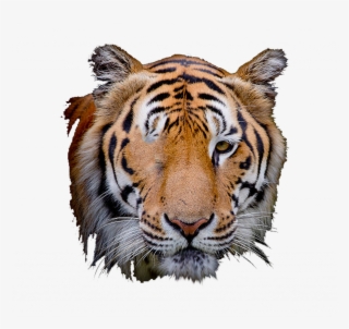 Visual Tiger Face Mask Editing - Tiger Face Black Background