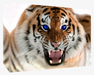 Details About Roaring Tiger With Blue Eyes - Tiger Growling