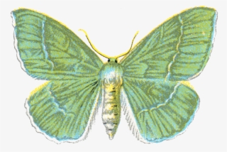 File - Geometra Papilionaria - Png - Ephemera Butterfly Png