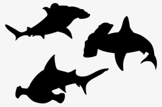Download Png - Shark