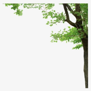Ftestickers Sticker - Tree Leaves Borders Transparent