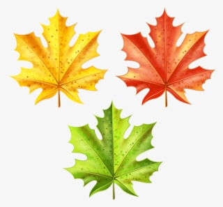Download Set Of Autumn Leaves Clipart Png Photo - Maple Leaf