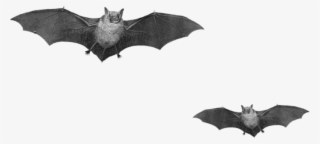 Download Bat Duo Png Images Background - Real Bats Png
