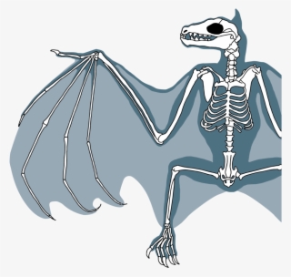 Bat Skeleton Drawing Png