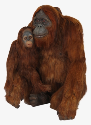 orangutan png, download png image with transparent - orangutan png