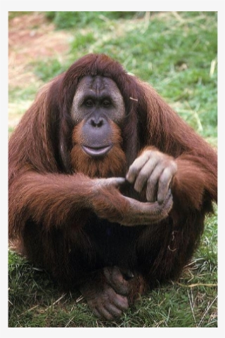 Azy, The Escape Artist - Orangutan
