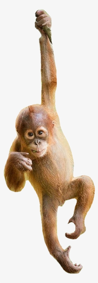 Need Our Help - Orangutan