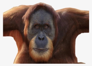 Orangutan Clipart Icon - Orang Utan