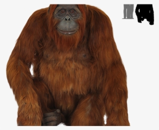 orangutan clipart transparent - monkey
