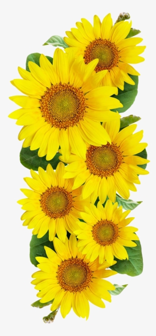 Free Sunflower Images