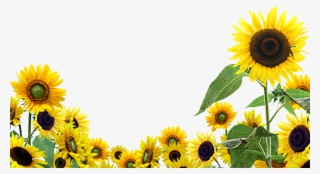 Transparent Background Sunflowers Clipart